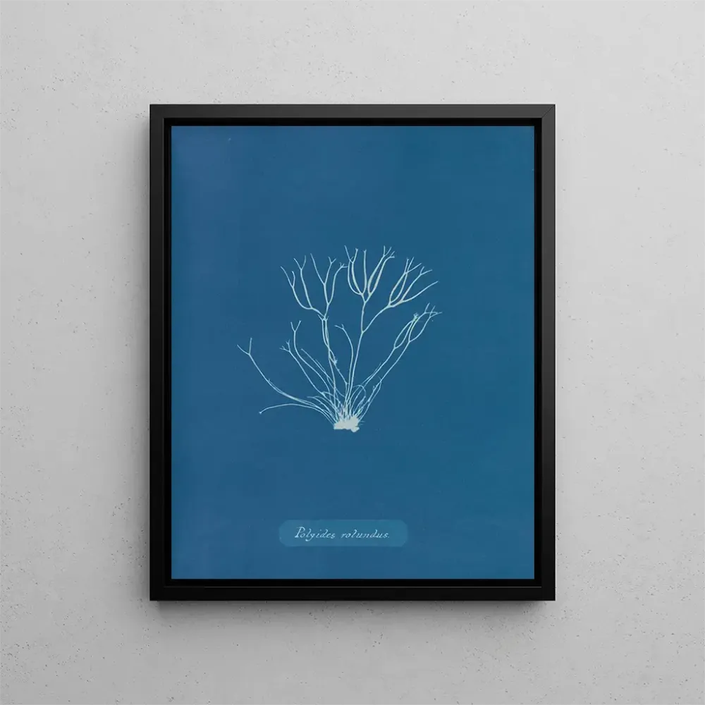 Maalaus Polyides ronds - Anna Atkins | Taidetuloste