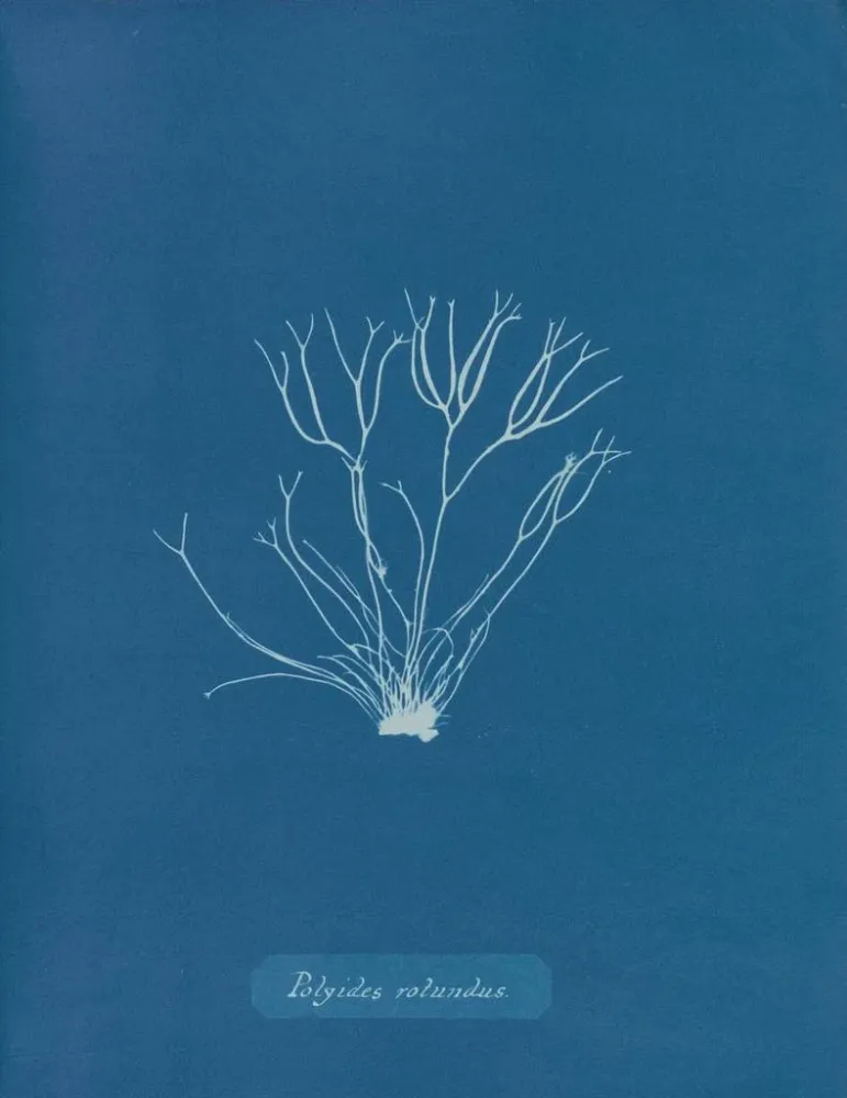 Maalaus Polyides ronds - Anna Atkins | Taidetuloste