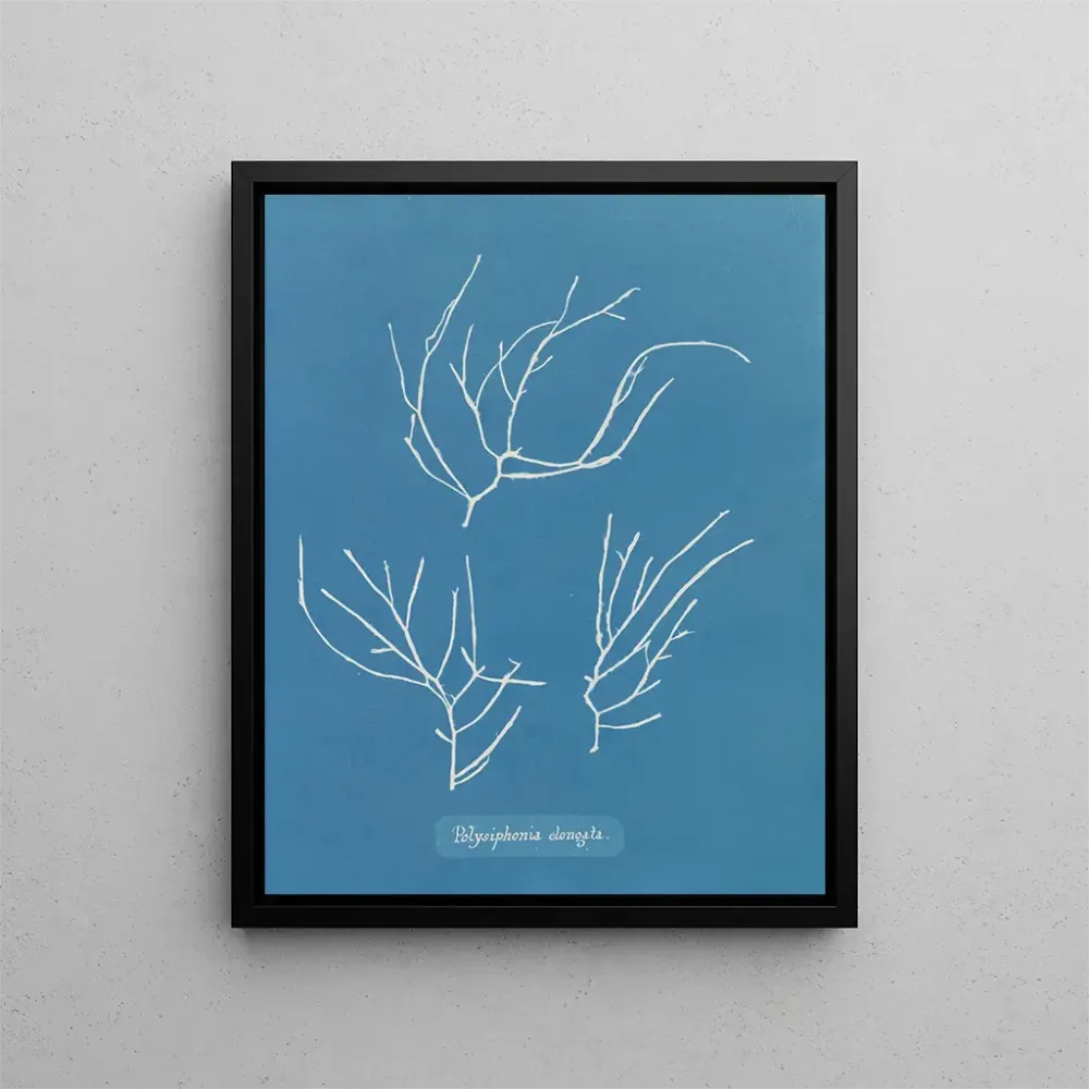 Maalaus Polysiphonia elongata - Anna Atkins | Taidetuloste