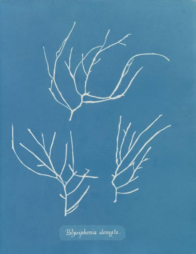 Maalaus Polysiphonia elongata - Anna Atkins | Taidetuloste