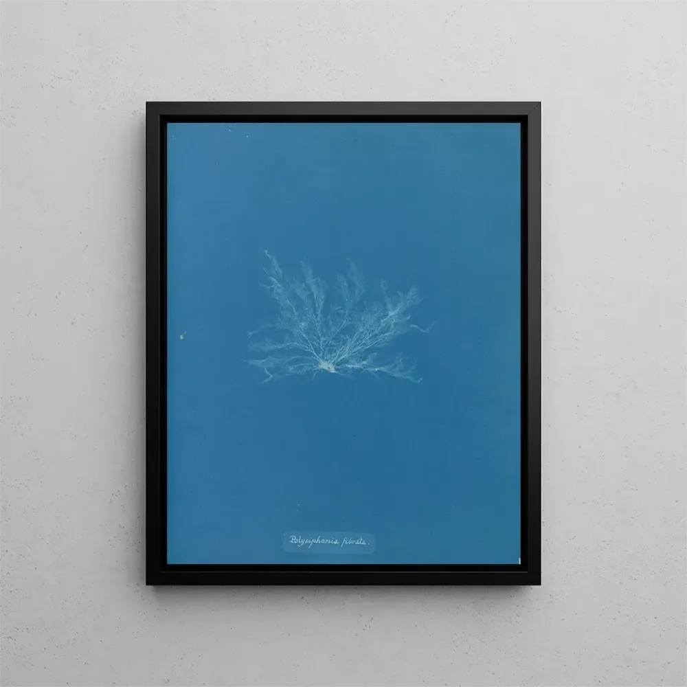 Maalaus Polysiphonia fibrata - Anna Atkins | Taidetuloste