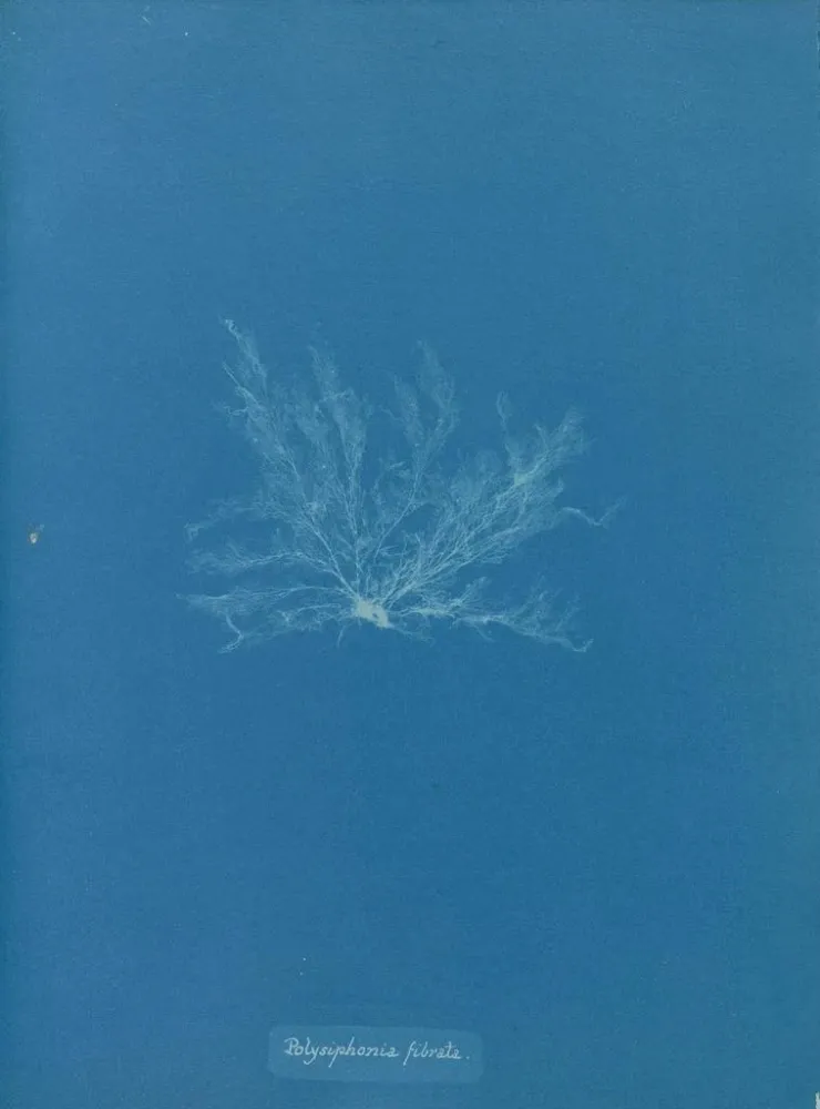 Maalaus Polysiphonia fibrata - Anna Atkins | Taidetuloste