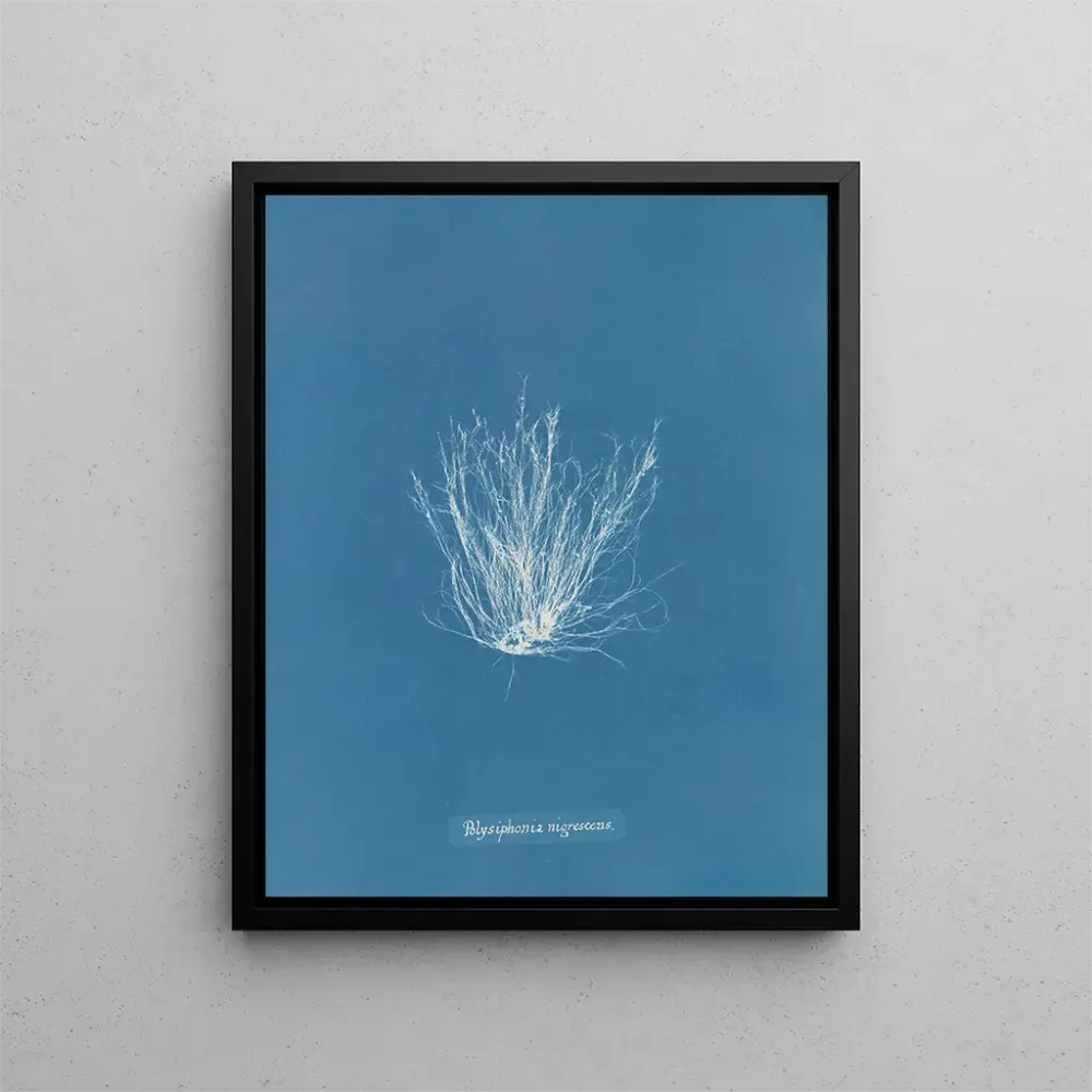 Maalaus Polysiphonia nigrescens - Anna Atkins | Taidetuloste