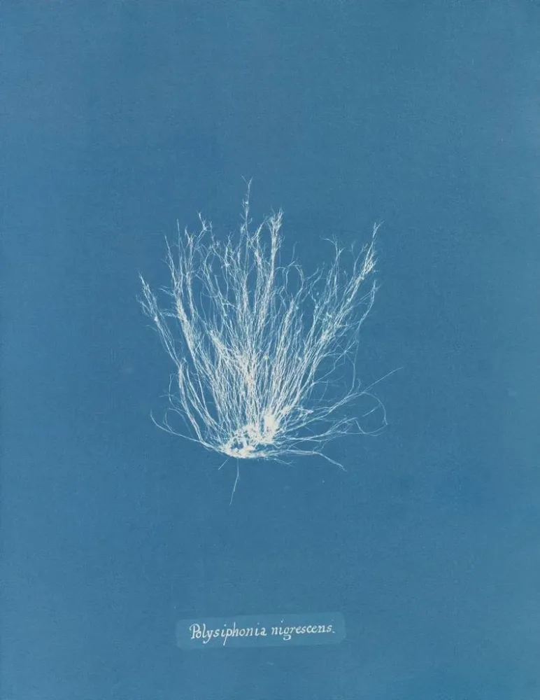 Maalaus Polysiphonia nigrescens - Anna Atkins | Taidetuloste