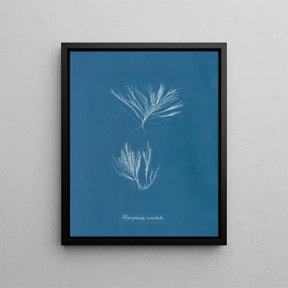 Maalaus Polysiphonia urceolata - Anna Atkins | Taidetuloste