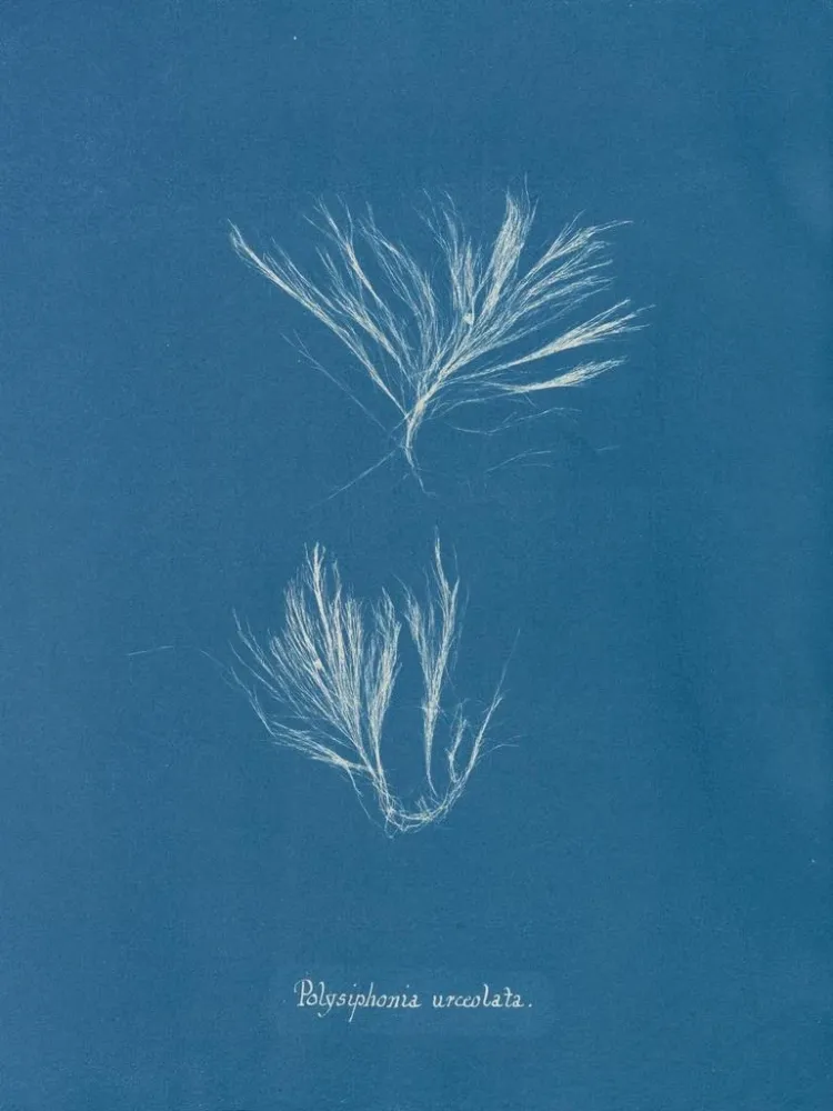 Maalaus Polysiphonia urceolata - Anna Atkins | Taidetuloste
