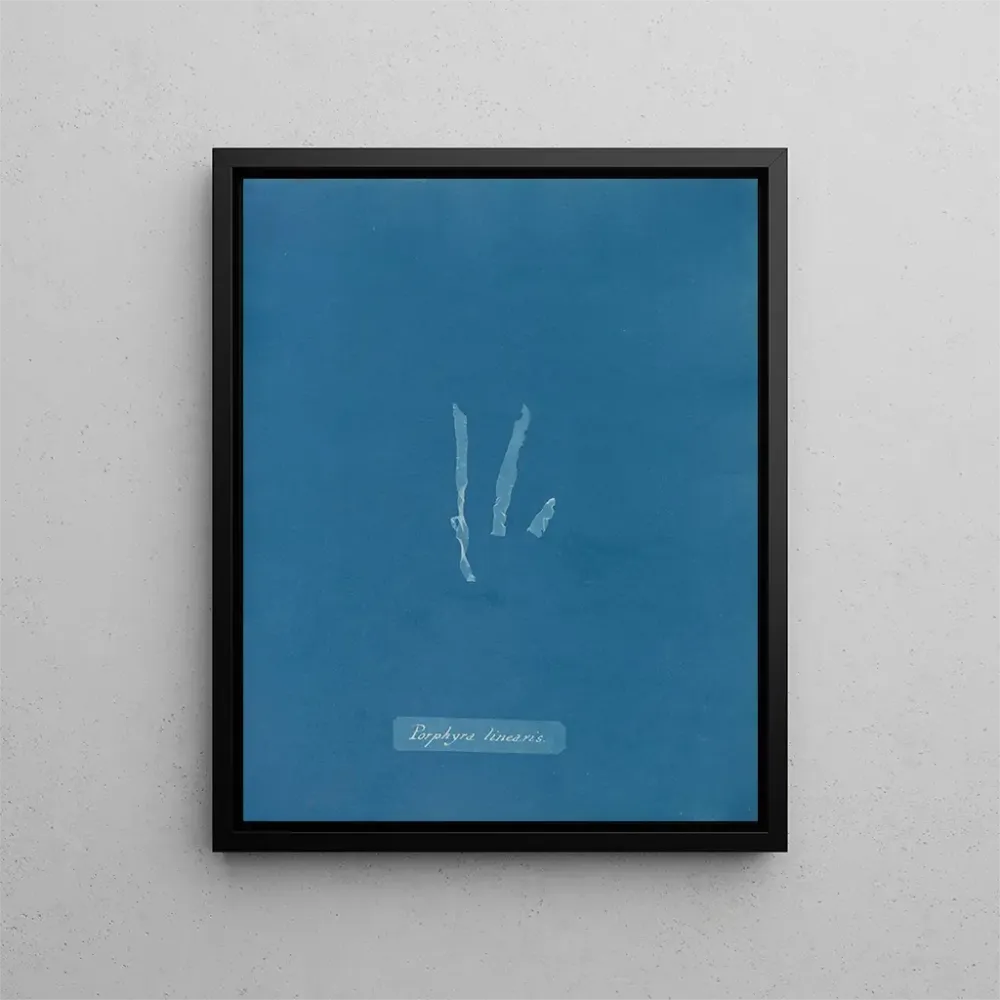 Maalaus Porphyra linearis - Anna Atkins | Taidetuloste