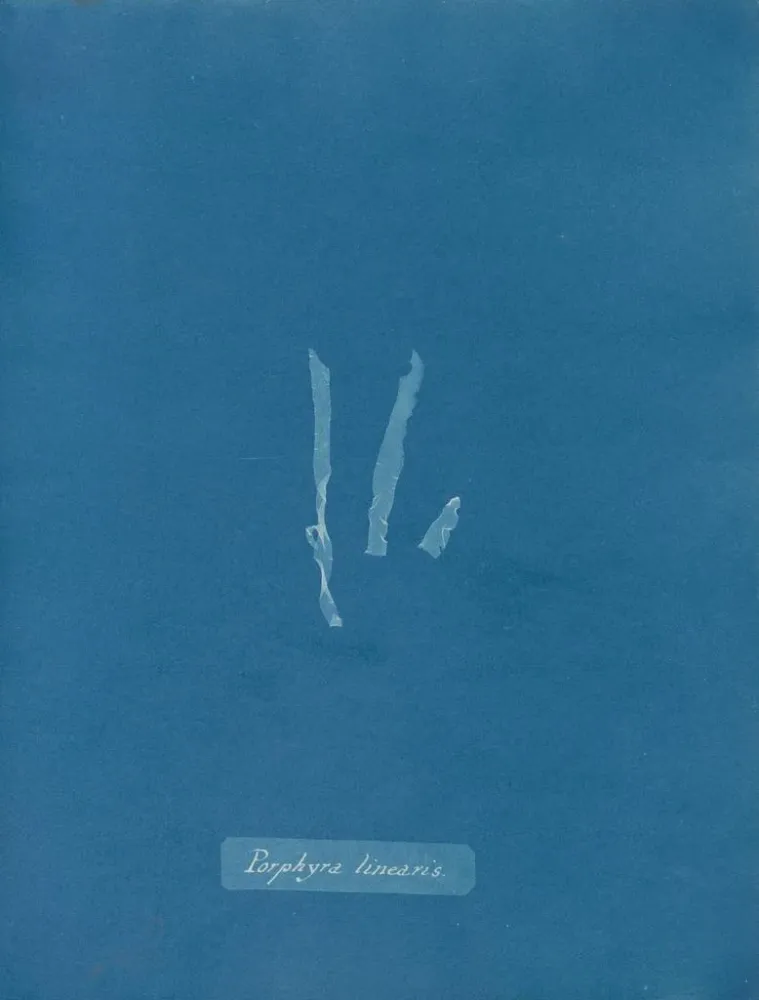 Maalaus Porphyra linearis - Anna Atkins | Taidetuloste