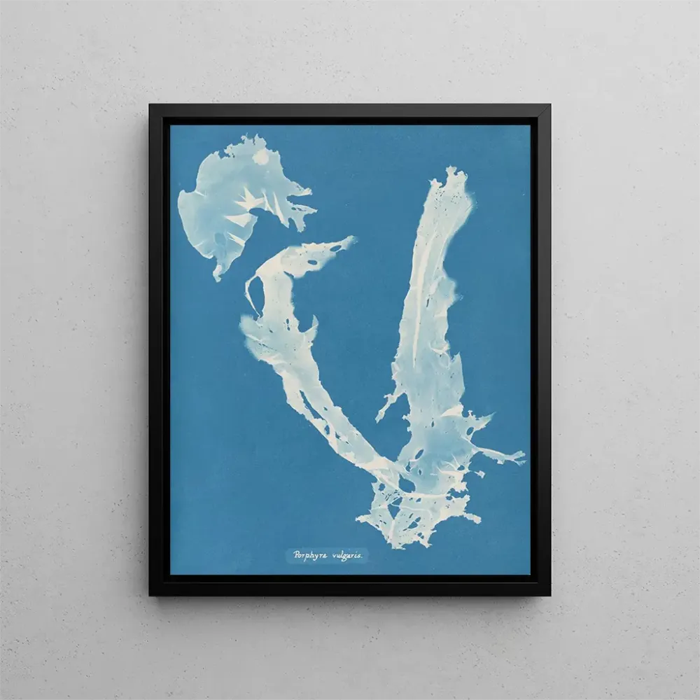 Maalaus Porphyra vulgaris - Anna Atkins | Taidetuloste