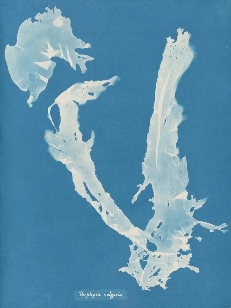 Maalaus Porphyra vulgaris - Anna Atkins | Taidetuloste