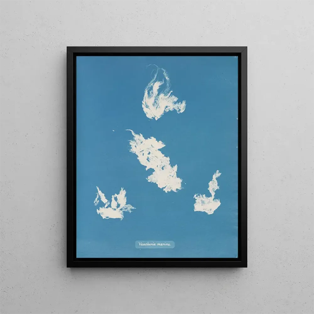 Maalaus Port de plaisance de Vaucheria - Anna Atkins | Taidetuloste