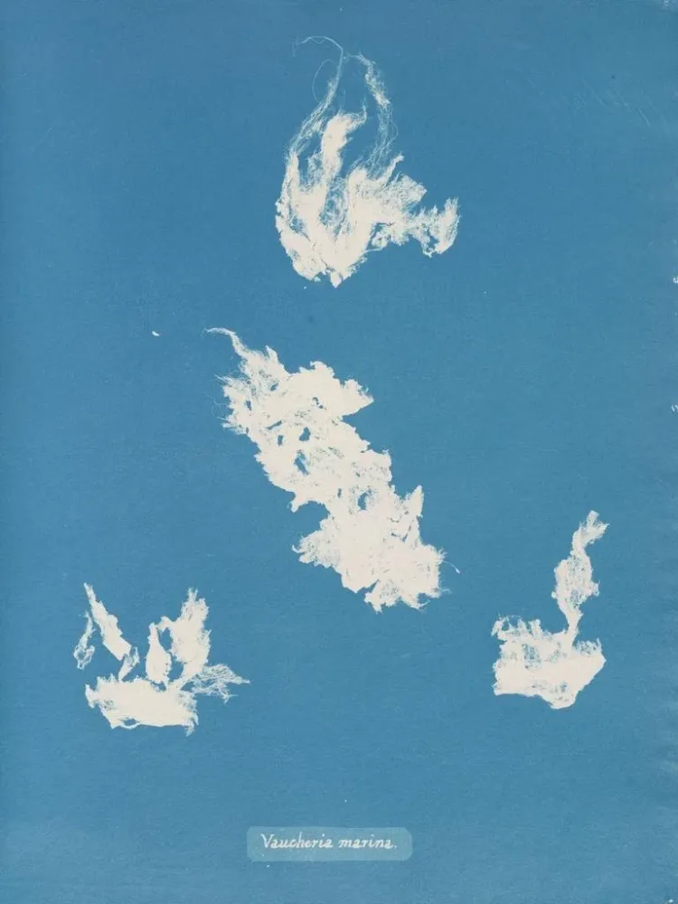 Maalaus Port de plaisance de Vaucheria - Anna Atkins | Taidetuloste