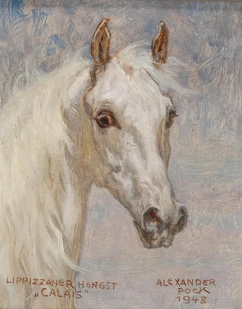 Maalaus Portrait de cheval Calais - Alexander Pock | Taidetuloste