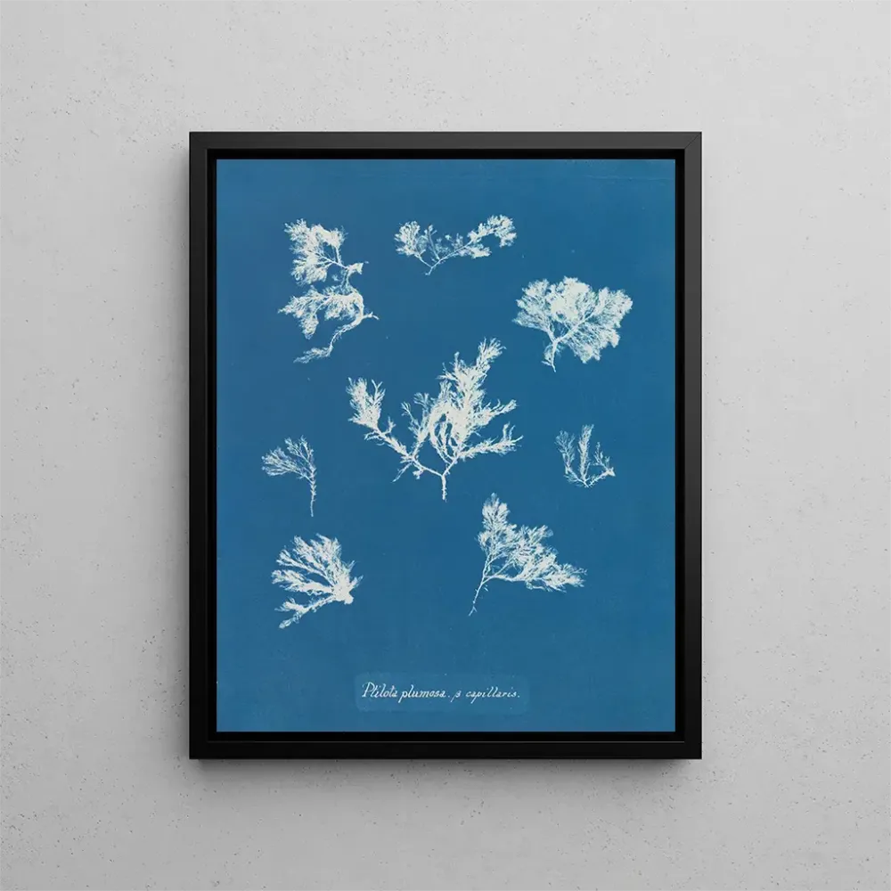 Maalaus Ptilota plumosa - Anna Atkins | Taidetuloste