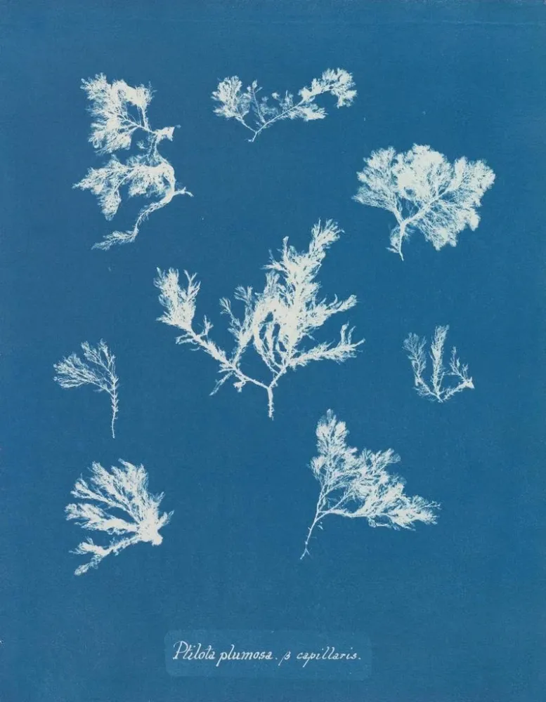 Maalaus Ptilota plumosa - Anna Atkins | Taidetuloste