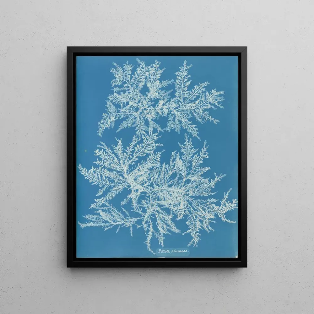 Maalaus Ptilota plumosa - Anna Atkins | Taidetuloste