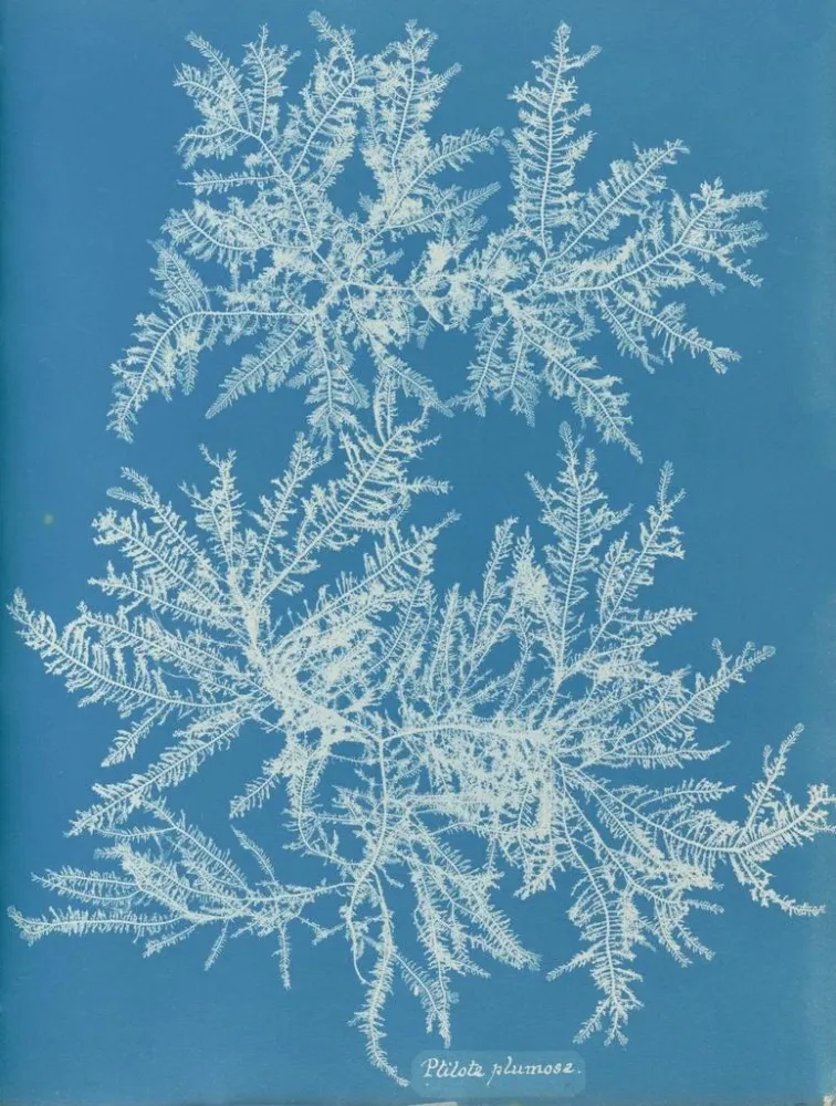 Maalaus Ptilota plumosa - Anna Atkins | Taidetuloste