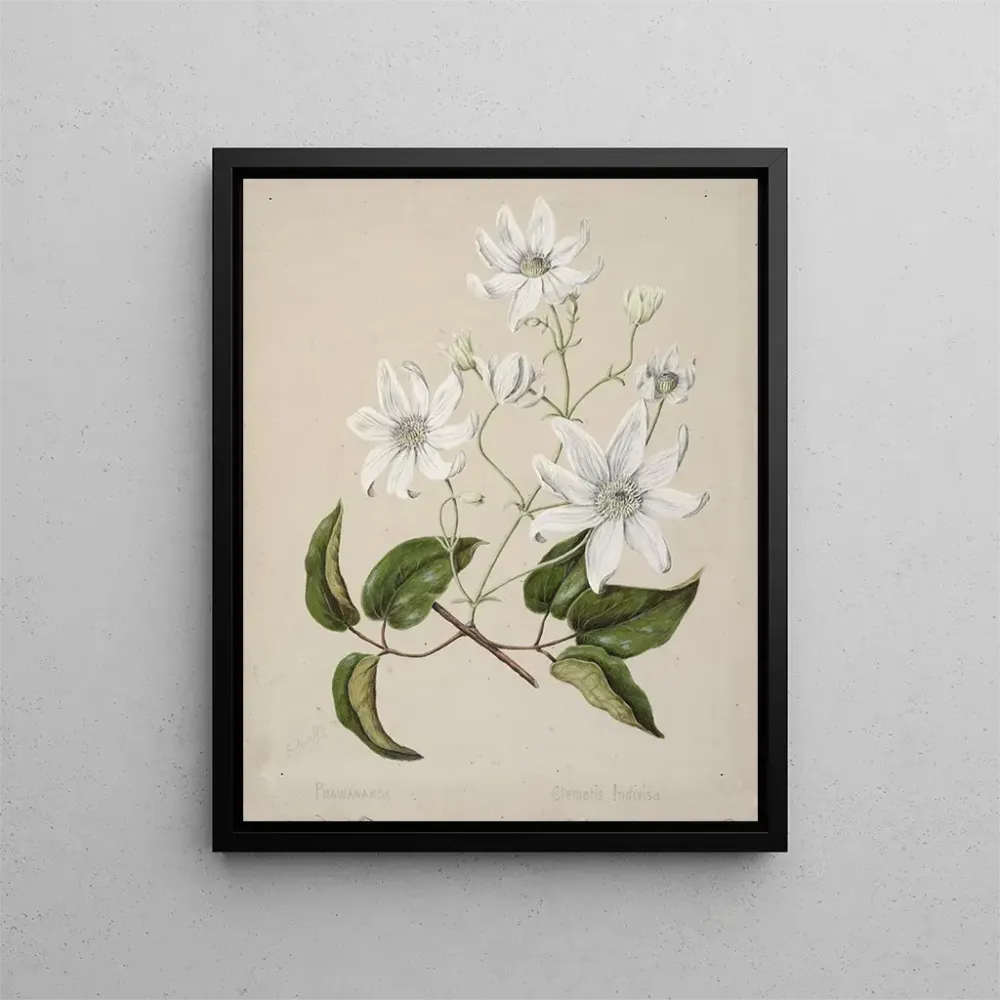 Maalaus Puawananga Clematis indivisa - Sarah Featon | Taidetuloste