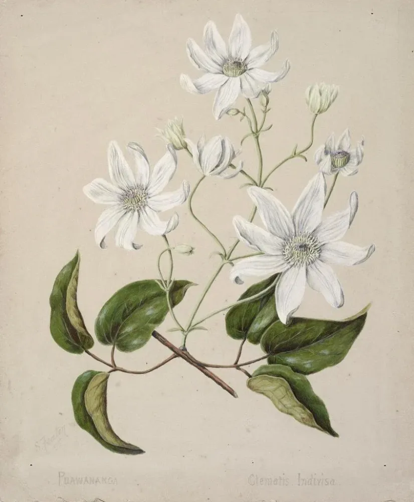 Maalaus Puawananga Clematis indivisa - Sarah Featon | Taidetuloste