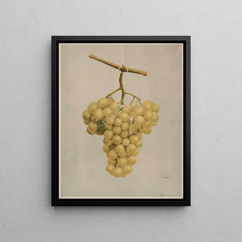 Maalaus Raisins Hamburg dorés primés - Louis Prang Co | Taidetuloste