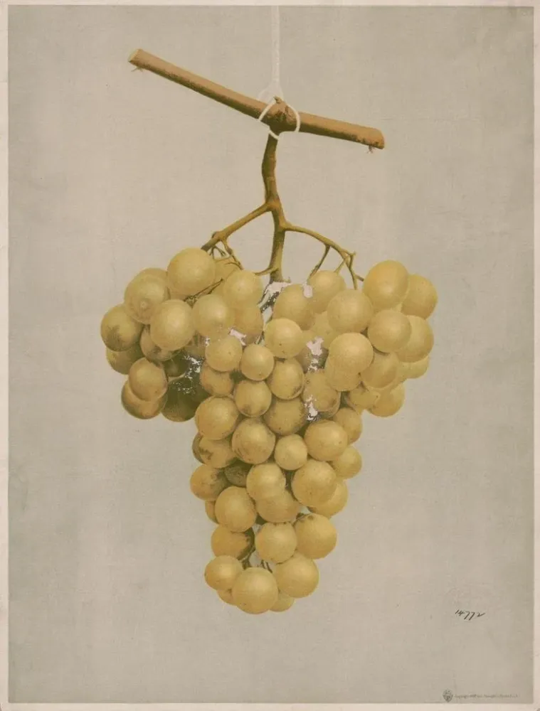Maalaus Raisins Hamburg dorés primés - Louis Prang Co | Taidetuloste