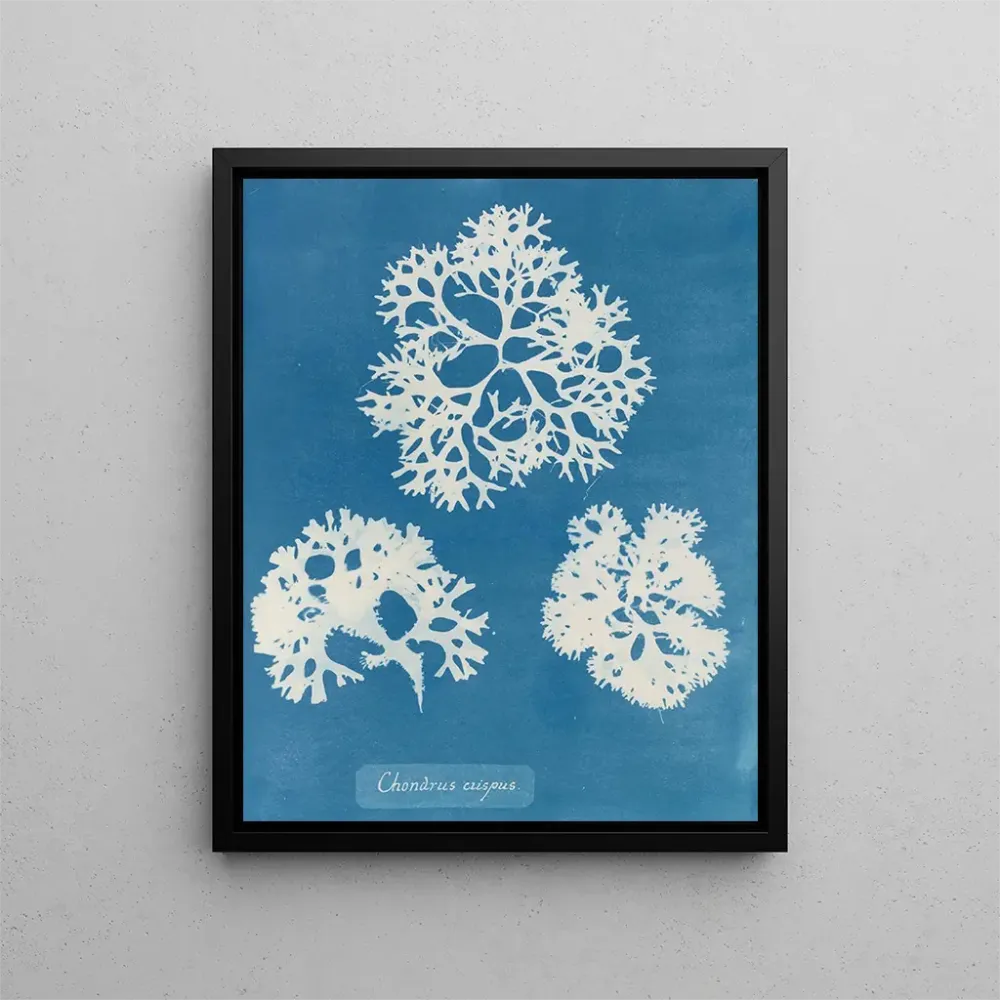 Maalaus Rapeakuorinen kotilo - Anna Atkins | Taidetuloste