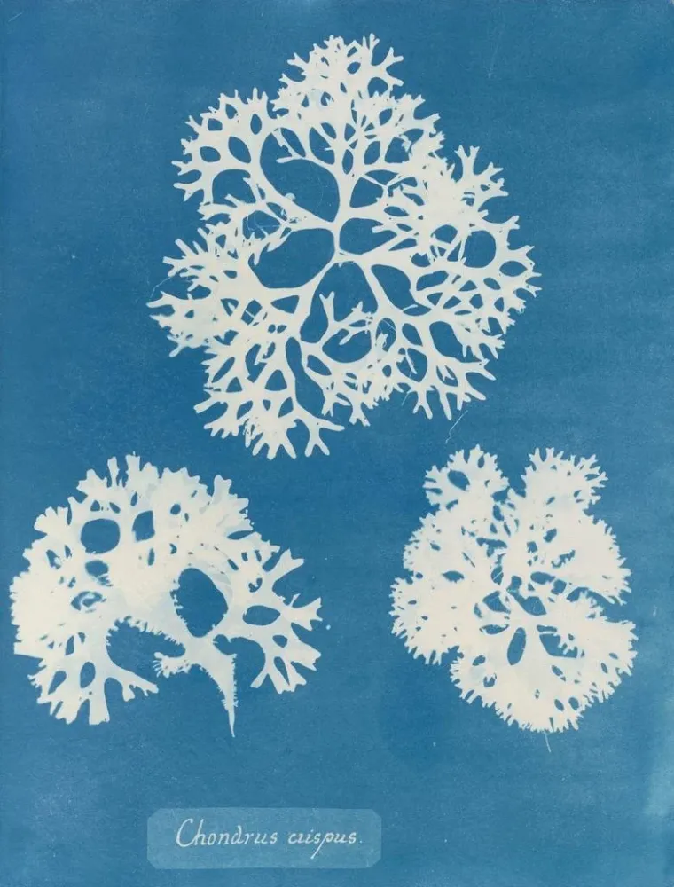 Maalaus Rapeakuorinen kotilo - Anna Atkins | Taidetuloste
