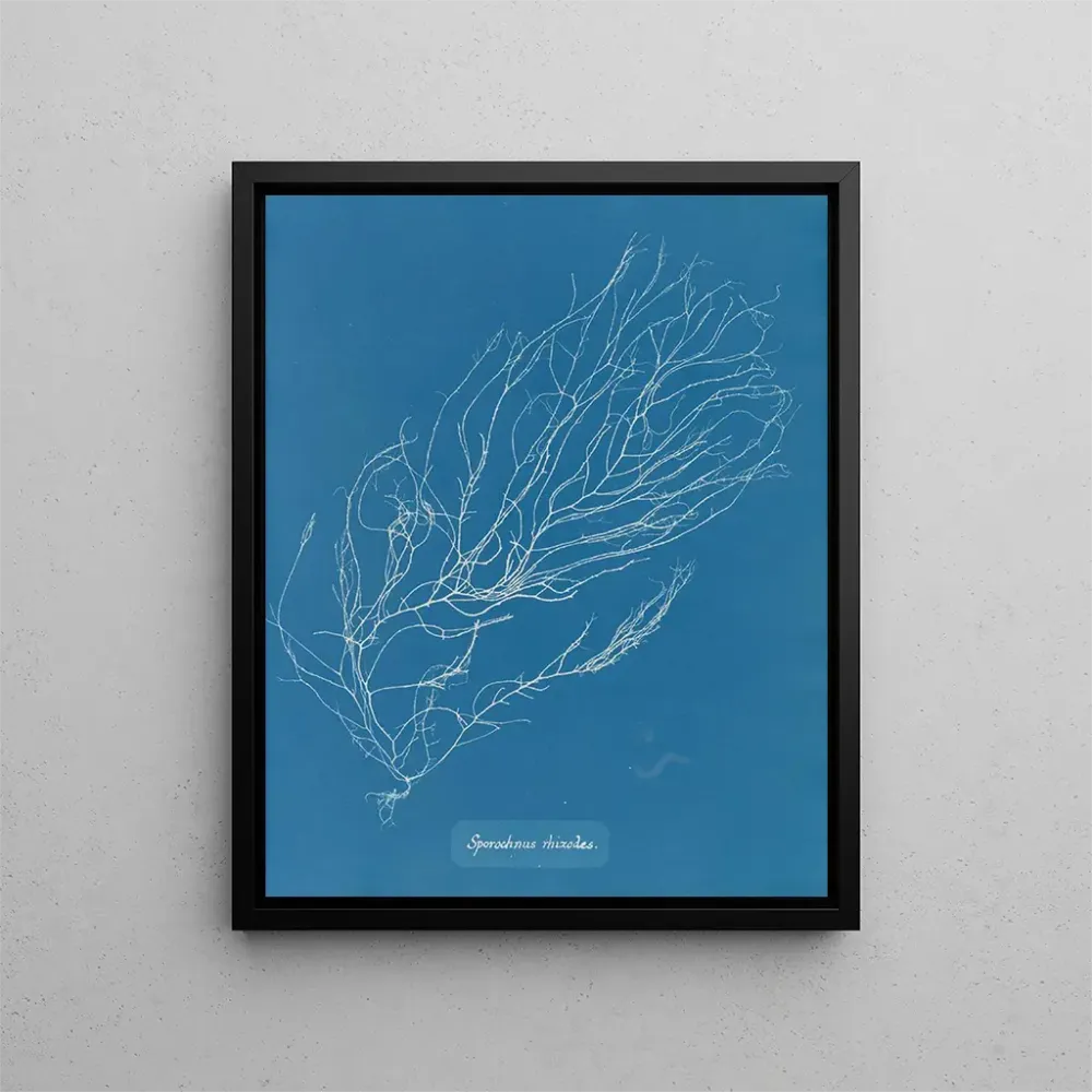 Maalaus Rhizodes de Sporochnus - Anna Atkins | Taidetuloste