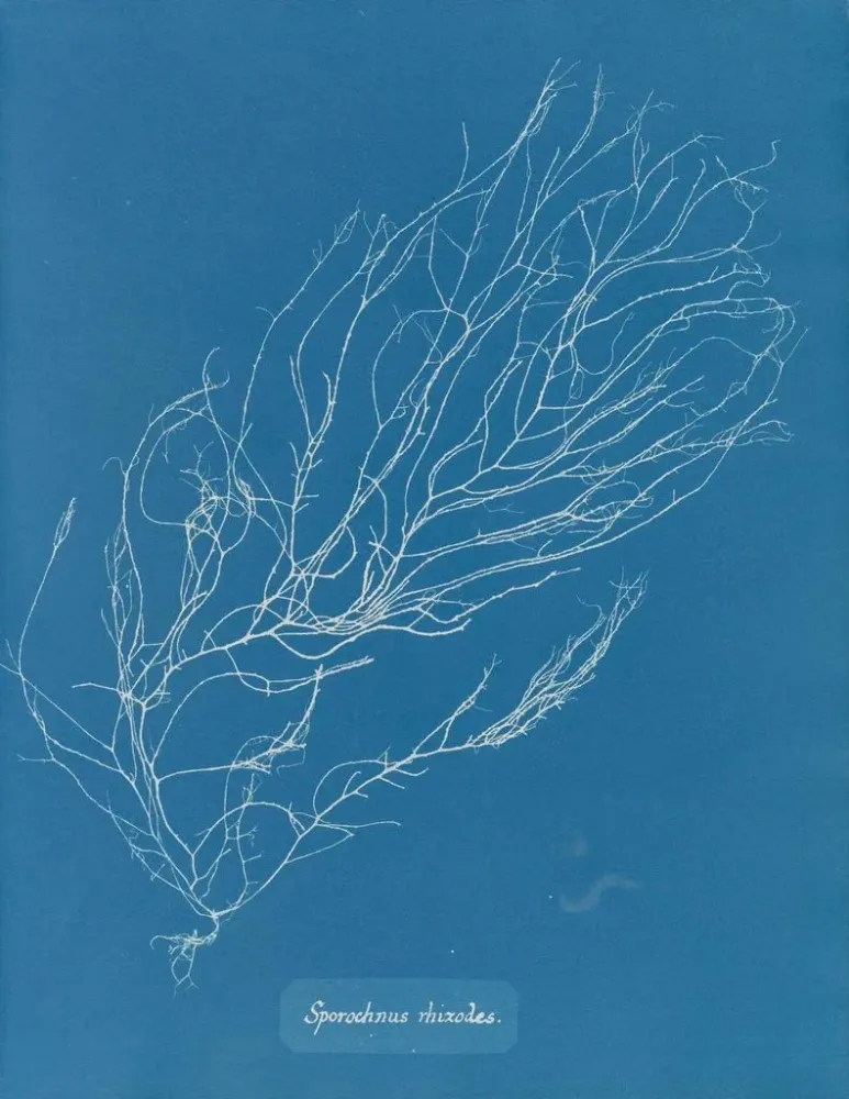 Maalaus Rhizodes de Sporochnus - Anna Atkins | Taidetuloste
