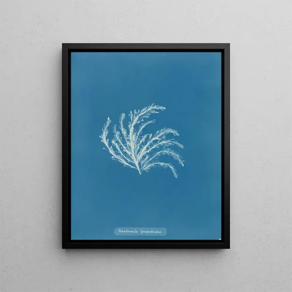 Maalaus Rhodomela lycopodioides - Anna Atkins | Taidetuloste