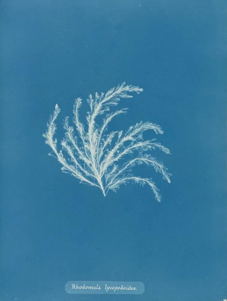 Maalaus Rhodomela lycopodioides - Anna Atkins | Taidetuloste