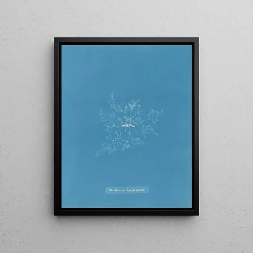 Maalaus Rhodomela lycopodoides - Anna Atkins | Taidetuloste