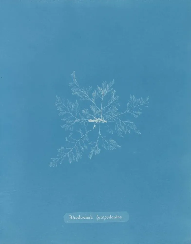 Maalaus Rhodomela lycopodoides - Anna Atkins | Taidetuloste