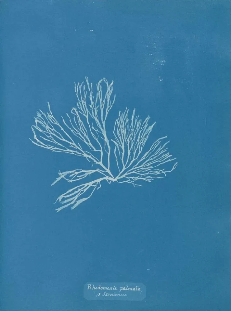 Maalaus Rhodomenia palmata - Anna Atkins | Taidetuloste