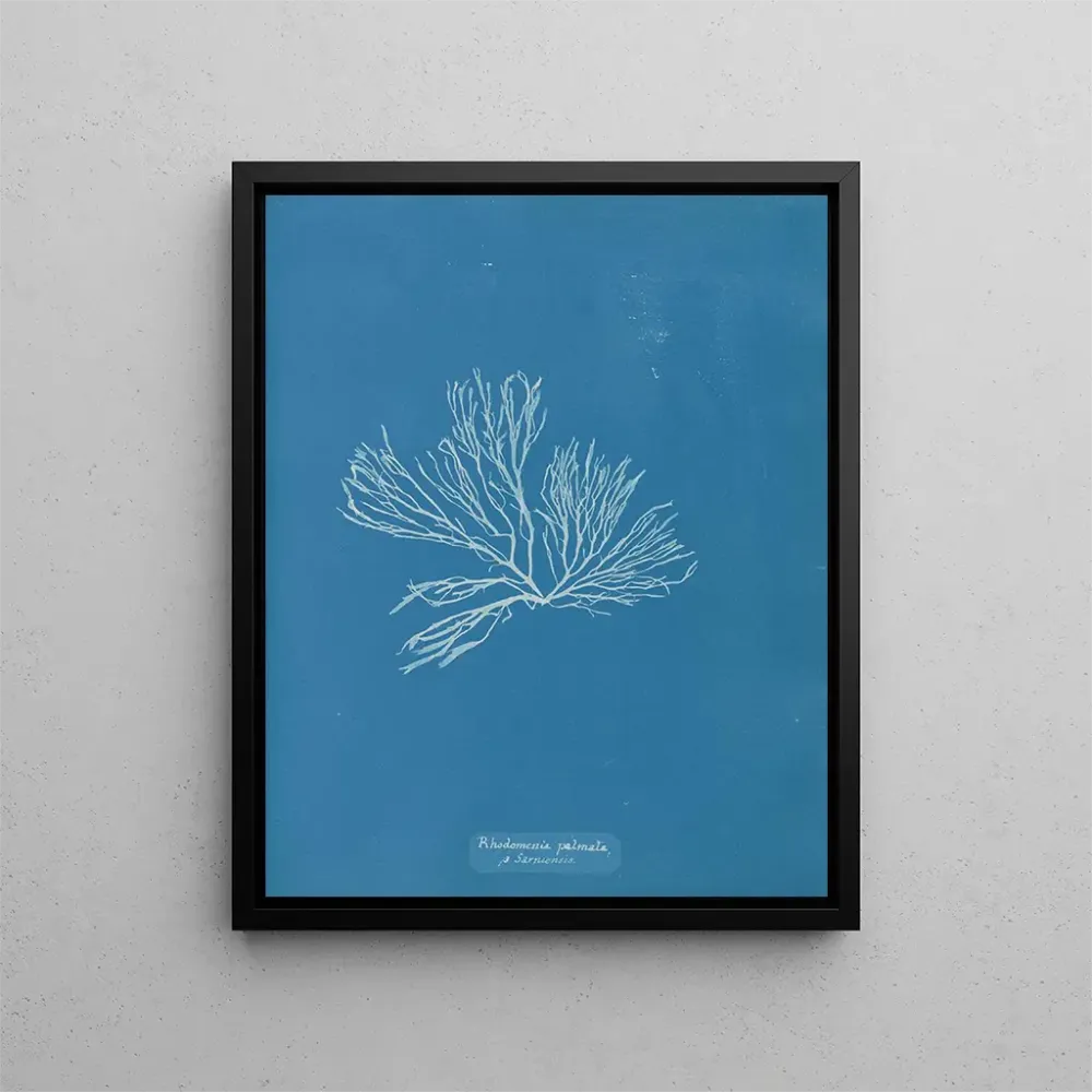 Maalaus Rhodomenia palmata - Anna Atkins | Taidetuloste