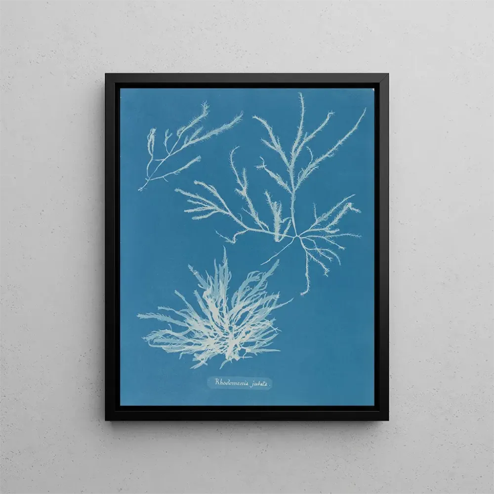 Maalaus Rhodoménie jubata - Anna Atkins | Taidetuloste