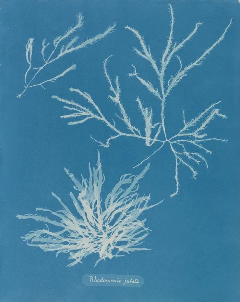 Maalaus Rhodoménie jubata - Anna Atkins | Taidetuloste