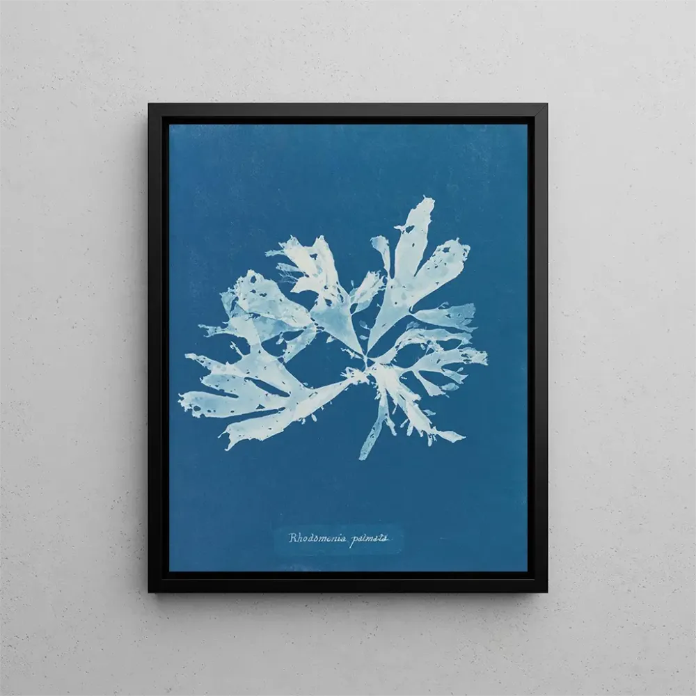 Maalaus Rhodoménie palmée - Anna Atkins | Taidetuloste