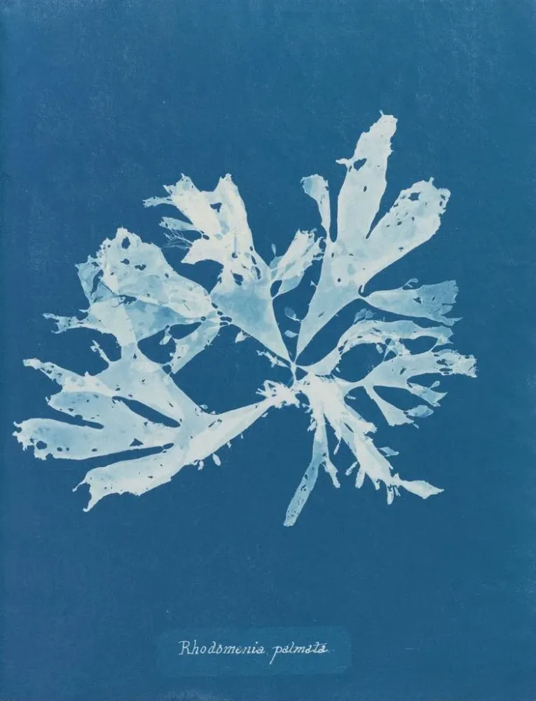 Maalaus Rhodoménie palmée - Anna Atkins | Taidetuloste