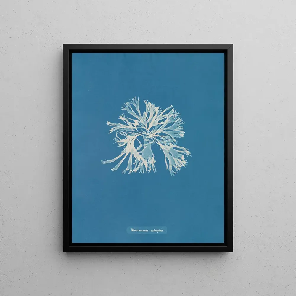 Maalaus Rhodoménie sobolifera - Anna Atkins | Taidetuloste