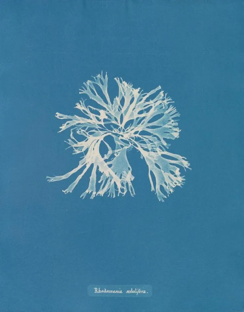 Maalaus Rhodoménie sobolifera - Anna Atkins | Taidetuloste