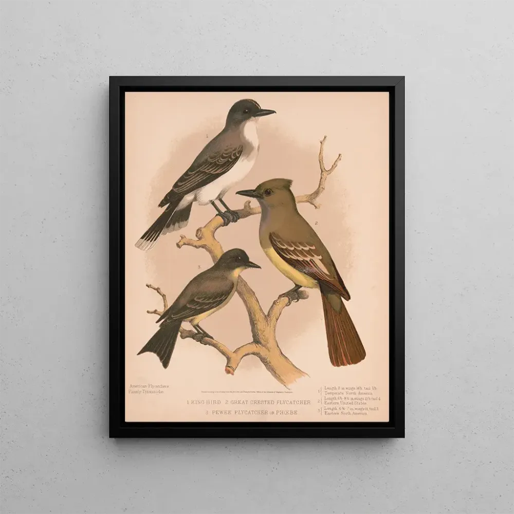 Maalaus Un roi oiseau, un moucherolle à crête, un moucherolle pewee ou phbe - Louis Prang Co | Taidetuloste