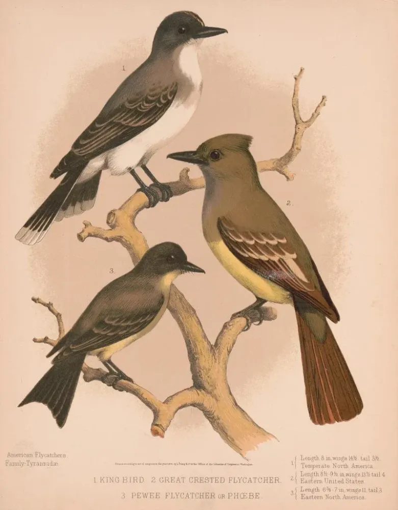 Maalaus Un roi oiseau, un moucherolle à crête, un moucherolle pewee ou phbe - Louis Prang Co | Taidetuloste