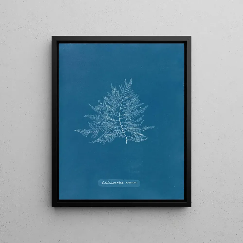 Maalaus Rose de Callithamnion - Anna Atkins | Taidetuloste