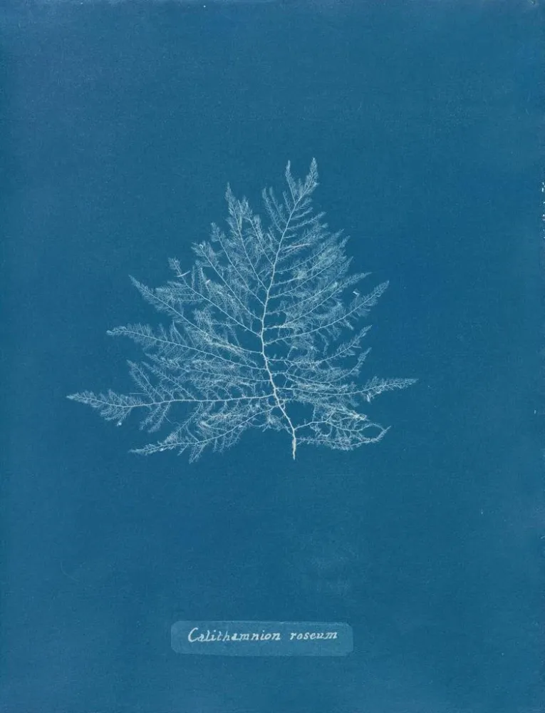 Maalaus Rose de Callithamnion - Anna Atkins | Taidetuloste