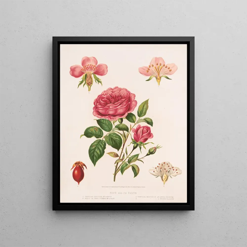 Maalaus Rose et ses parties - Louis Prang Co | Taidetuloste