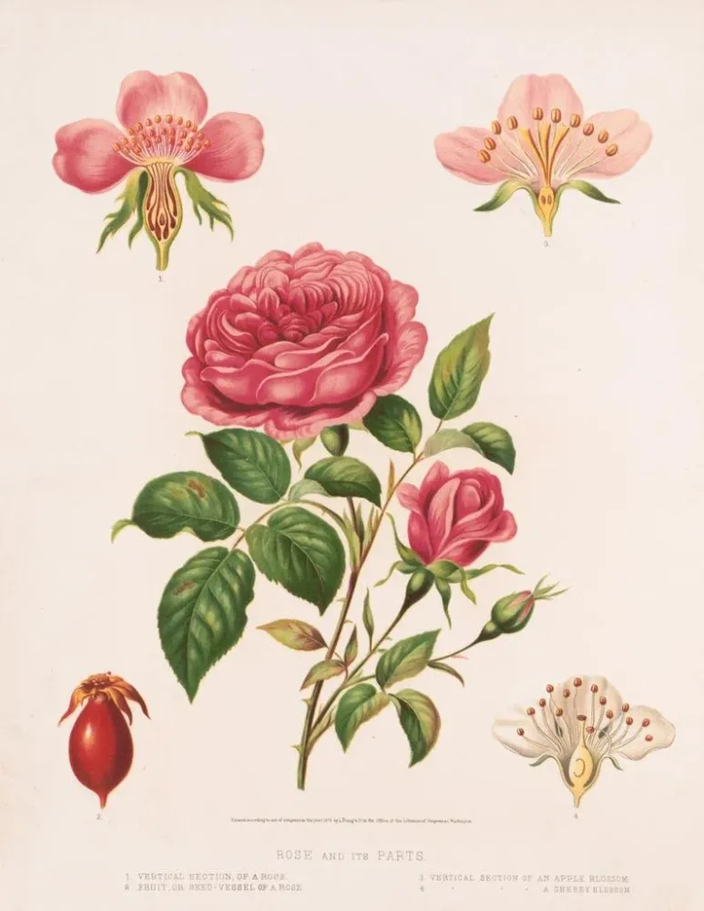 Maalaus Rose et ses parties - Louis Prang Co | Taidetuloste