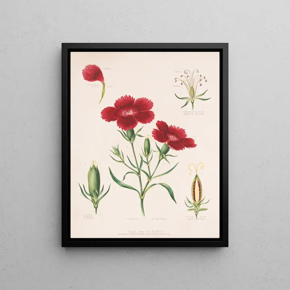 Maalaus Rose et ses parties - Louis Prang Co | Taidetuloste