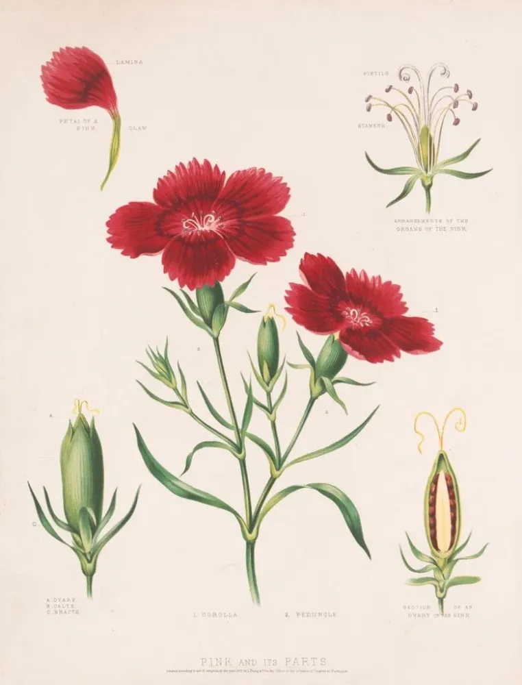 Maalaus Rose et ses parties - Louis Prang Co | Taidetuloste