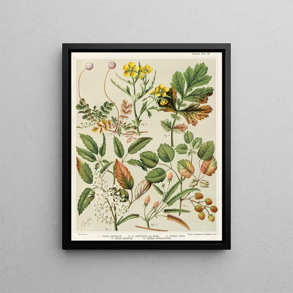 Maalaus 1 Rubus australis 2 Rubus australis var. glaber 3 Rubus parva 4 Geum urbanum 5 Acaena sanguisorba - Sarah Featon |...